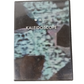 Epidemic Skateboard Shop Kaleidoscope Sealed DVD Video
